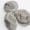 Whitby Ammonite Nodules – Unprepared Jurassic Fossils – Yorkshire Coast