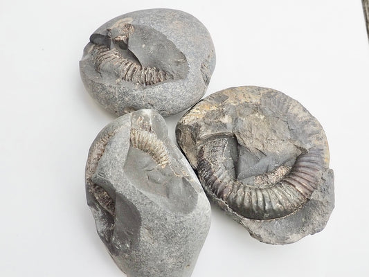 Whitby Ammonite Nodules – Unprepared Jurassic Fossils – Yorkshire Coast