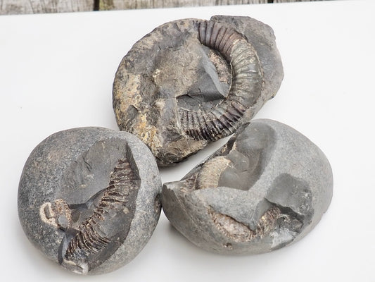 Whitby Ammonite Nodules – Unprepared Jurassic Fossils – Yorkshire Coast