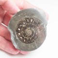 Cut and Polished Ammonite - Pick N Mix