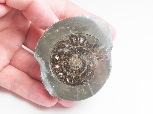 Cut and Polished Ammonite - Pick N Mix