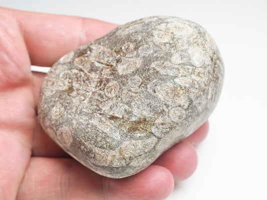 Fossil Coral - Pick N Mix
