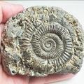 Ammonite - Pick N Mix