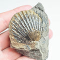 Shell - Pick N Mix
