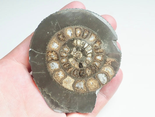Cut and Polished Ammonite - Pick N Mix