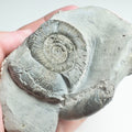 Ammonites - Pick N Mix