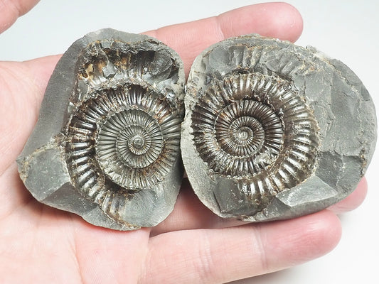 Ammonite POS/NEG - Pick N Mix