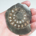 Cut and Polished Ammonite - Pick N Mix