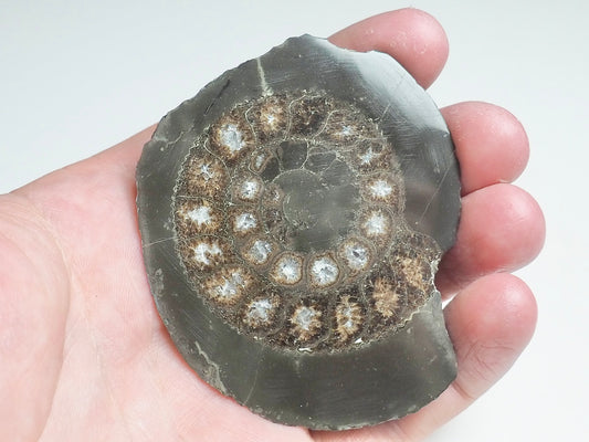 Cut and Polished Ammonite - Pick N Mix