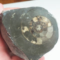 Cut and Polished Ammonite - Pick N Mix