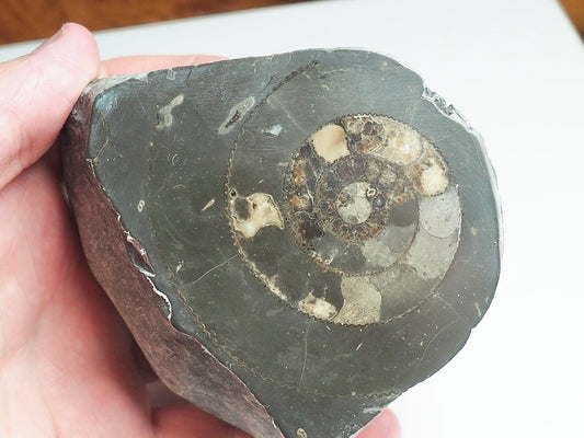 Cut and Polished Ammonite - Pick N Mix