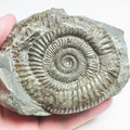 Ammonite - Pick N Mix