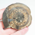 Cut and Polished Ammonite - Pick N Mix