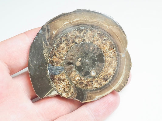 Cut and Polished Ammonite - Pick N Mix