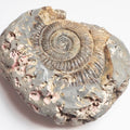 Ammonite - Pick N Mix
