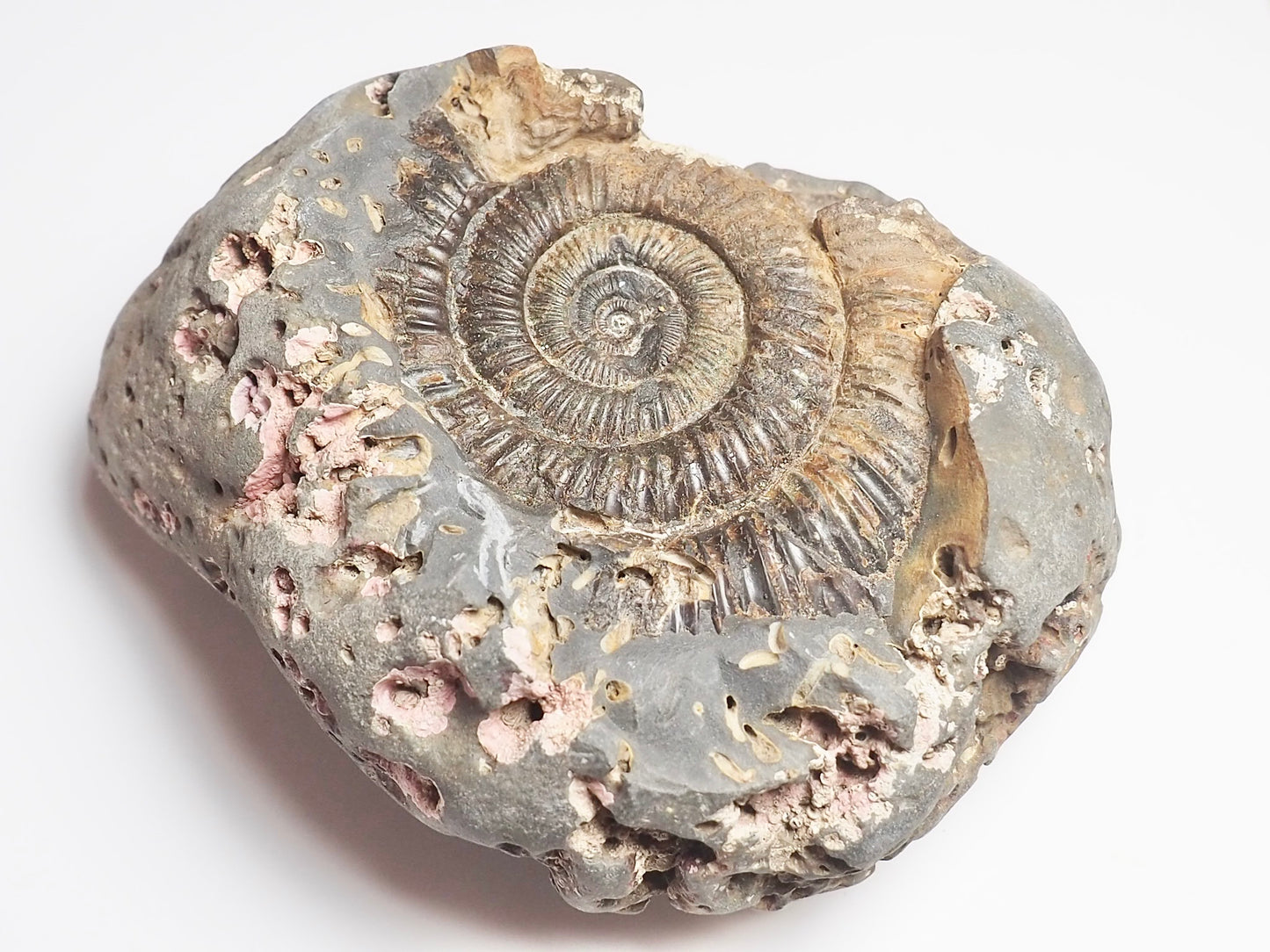 Ammonite - Pick N Mix