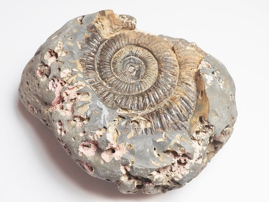Ammonite - Pick N Mix