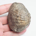 Bivalve Shell - Pick N Mix