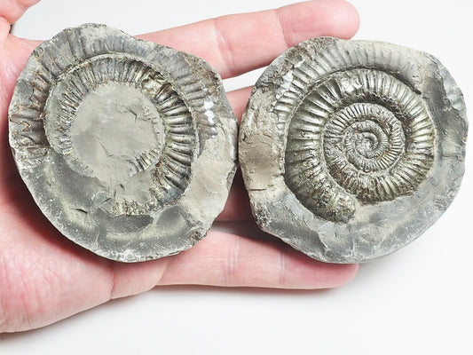 Ammonite POS/NEG - Pick N Mix