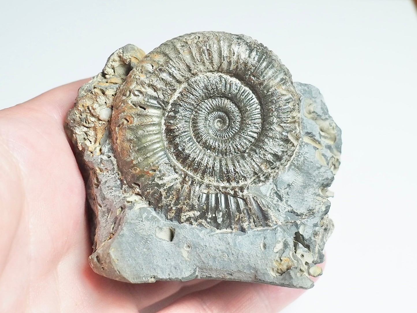 Ammonite - Pick N Mix