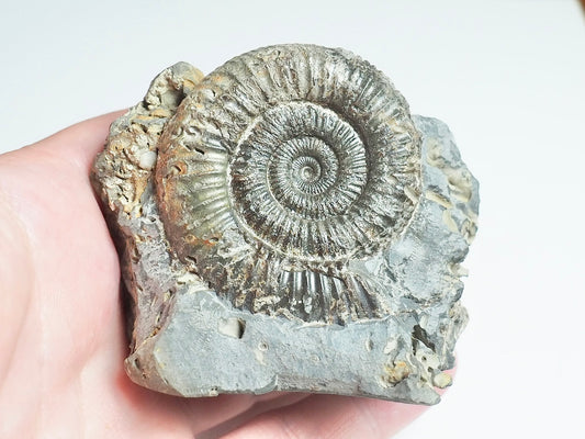 Ammonite - Pick N Mix