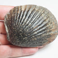 Shell - Pick N Mix