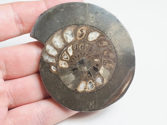 Cut and Polished Ammonite - Pick N Mix