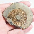 Cut and Polished Ammonite - Pick N Mix