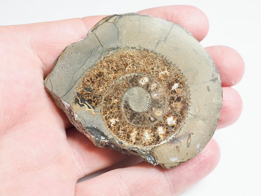 Cut and Polished Ammonite - Pick N Mix