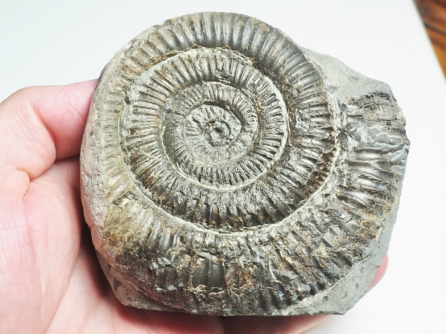 Ammonite - Pick N Mix