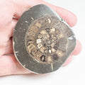 Cut and Polished Ammonite - Pick N Mix