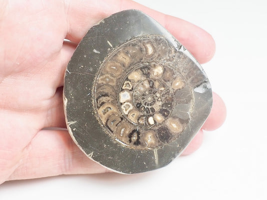 Cut and Polished Ammonite - Pick N Mix