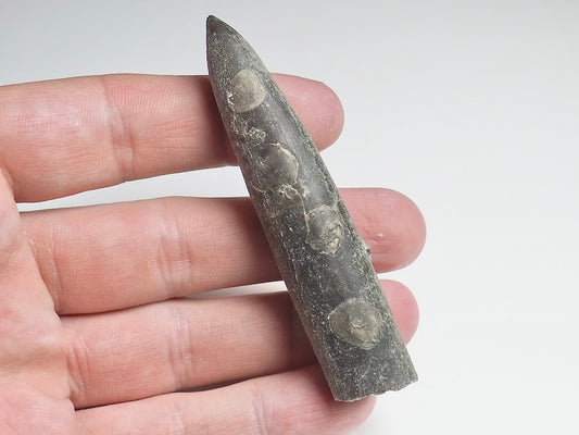 Belemnite - Pick N Mix