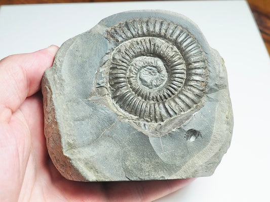 Ammonite - Pick N Mix