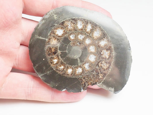 Cut and Polished Ammonite - Pick N Mix