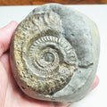 Ammonite - Pick N Mix