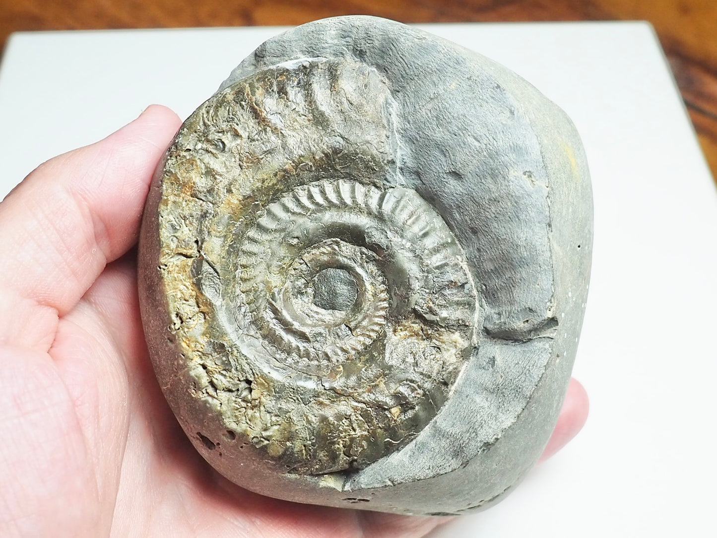 Ammonite - Pick N Mix