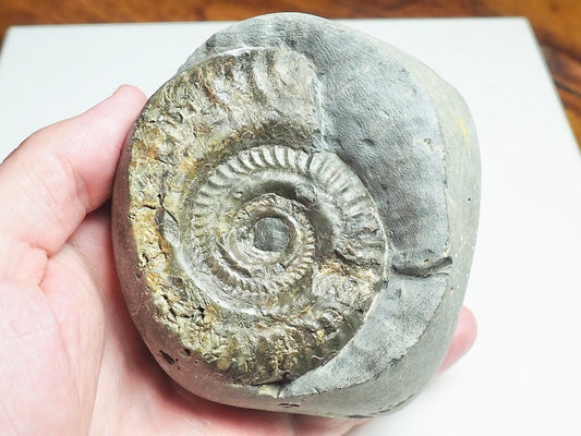 Ammonite - Pick N Mix