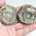 Ammonite POS/NEG - Pick N Mix