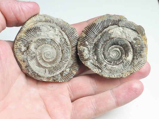 Ammonite POS/NEG - Pick N Mix