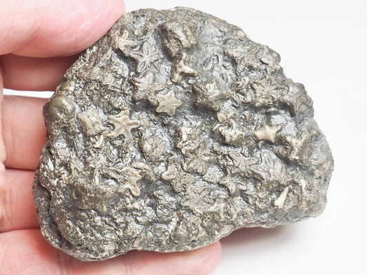 Crinoid - Pick N Mix