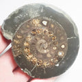 Cut and Polished Ammonite - Pick N Mix
