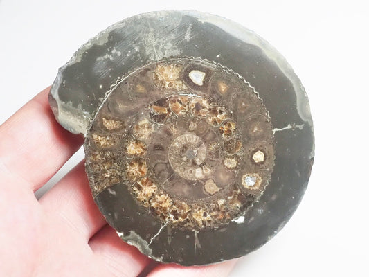 Cut and Polished Ammonite - Pick N Mix