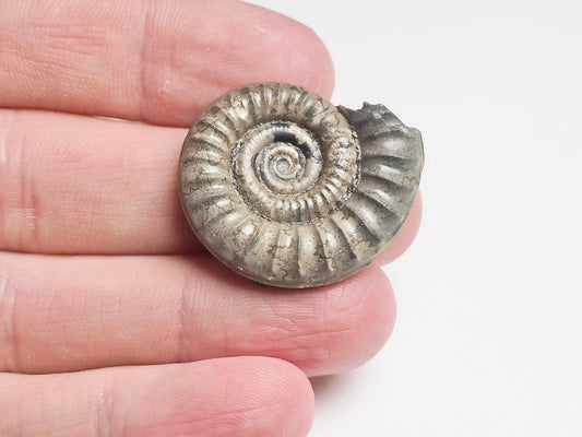 Ammonite - Pick N Mix