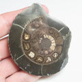 Cut and Polished Ammonite - Pick N Mix