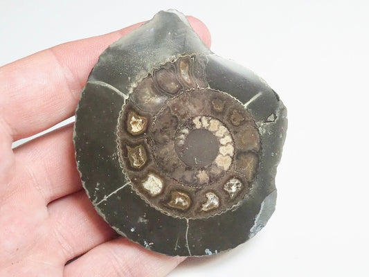 Cut and Polished Ammonite - Pick N Mix