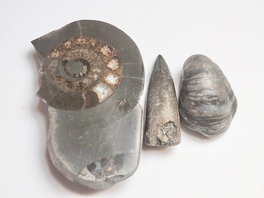 Fossil Trio - Pick N Mix