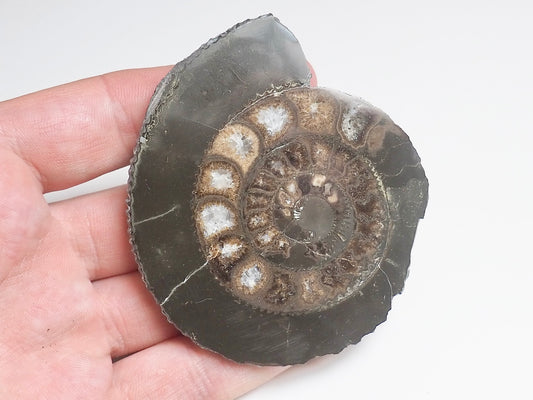 Cut and Polished Ammonite - Pick N Mix