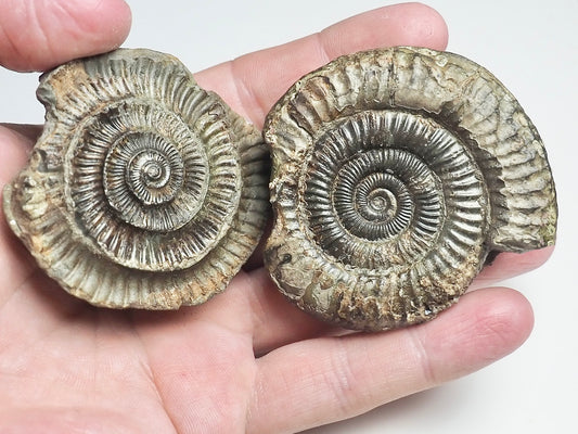 Ammonite POS/NEG - Pick N Mix