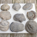Prep Your Own Unprepped Incomplete Ammonite Fossils – Yorkshire Coast – Fossil Prep Practice – Beginner Pack
